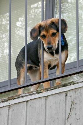 Pepper at the Lake - March 19-20