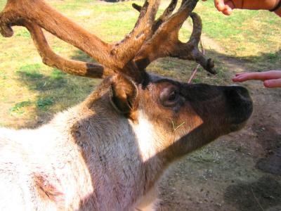 Reindeer
