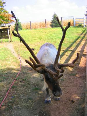 Reindeer