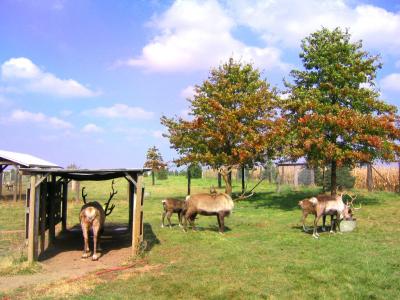 Reindeers
