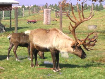 Reindeers