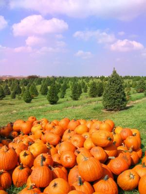 Pumkins