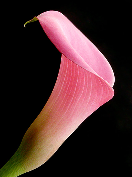 Calla Lily