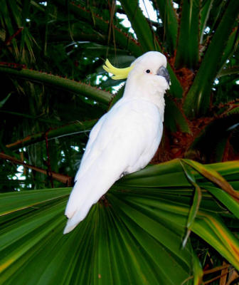 Sulphur crested cockatoo