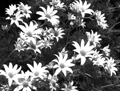 Flannel flowers