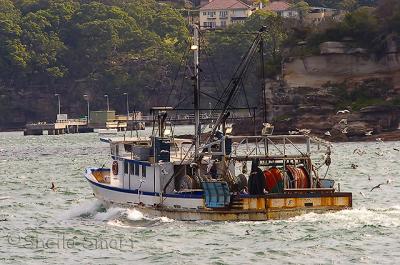Fishing boat on Sydney Harbour