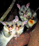 Twin brushtail possums