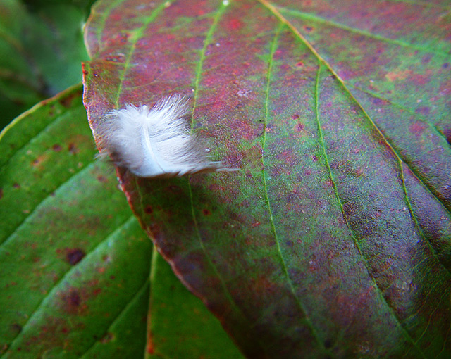 feathercopy.jpg