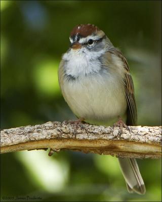 Chipping Sparrow