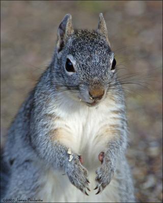 Arizona Gray Squirrel