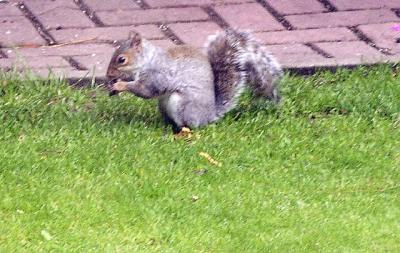 Squirrels in the garden  2003/2004