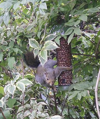 Squirrel on feeder