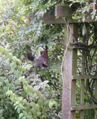 squirrel on feeder.