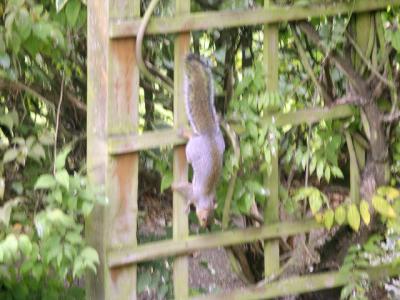 Squirrel on pergola