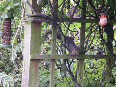 Squirrel on pergola