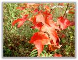 baby maple tree