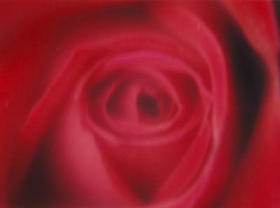 red rose