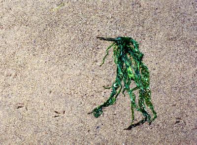 beachwalker