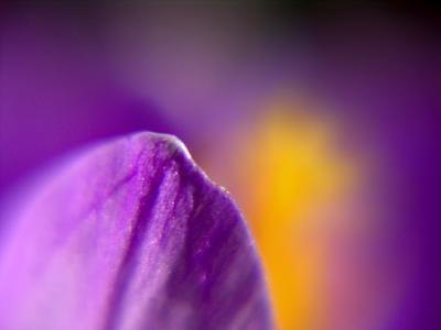 crocus opus