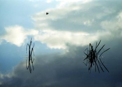 reflect