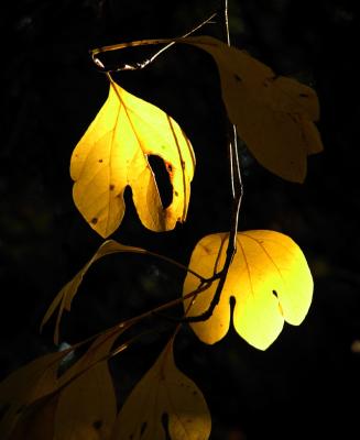 sassafras