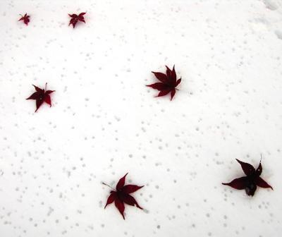 starry starry white