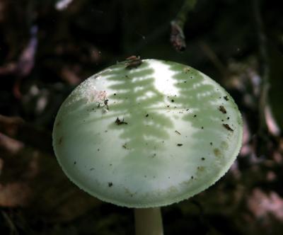 fern-shadow