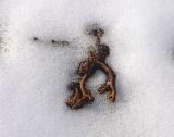 snowglyph