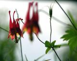 columbine