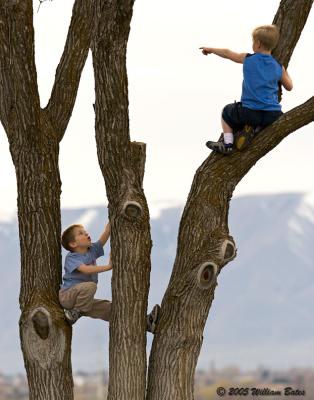 Boys in Trees.jpg