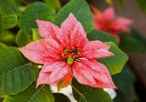 Spring Star
