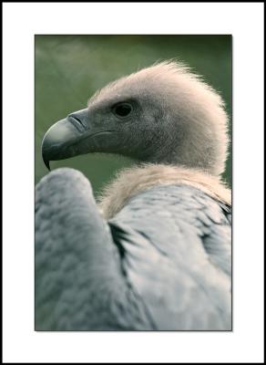 Indian White-Backed Vulture