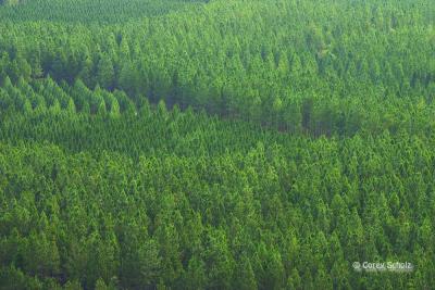 Timber
