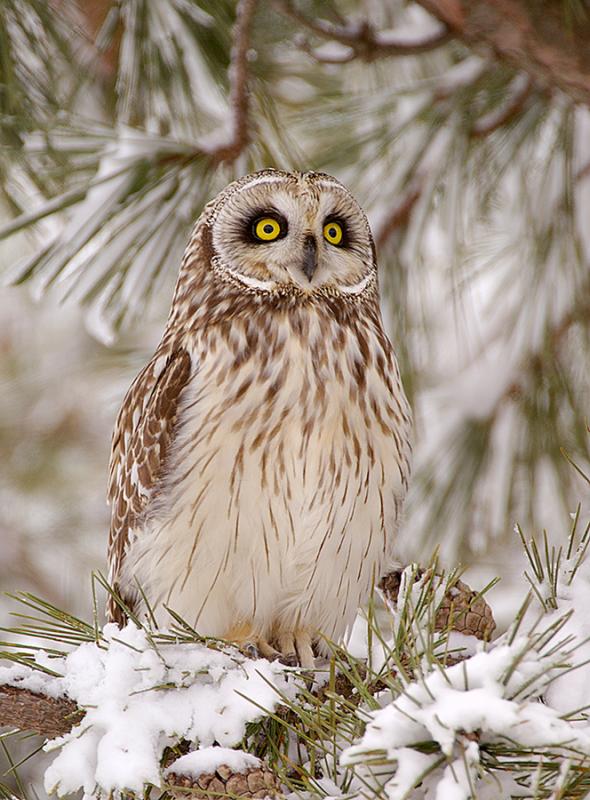  Salisbury, MA Short eared Owl ~ Wild Eyes
