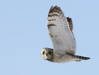  Plum Island, Parker River National Wildlife Refuge  Short Eared Owl Wings Up