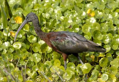 168 Glossy Ibis on Moneywort