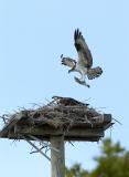 Osprey With Fish Merrit Island Early AM.jpg