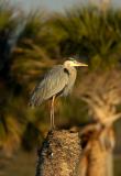 170 Great Blue Heron