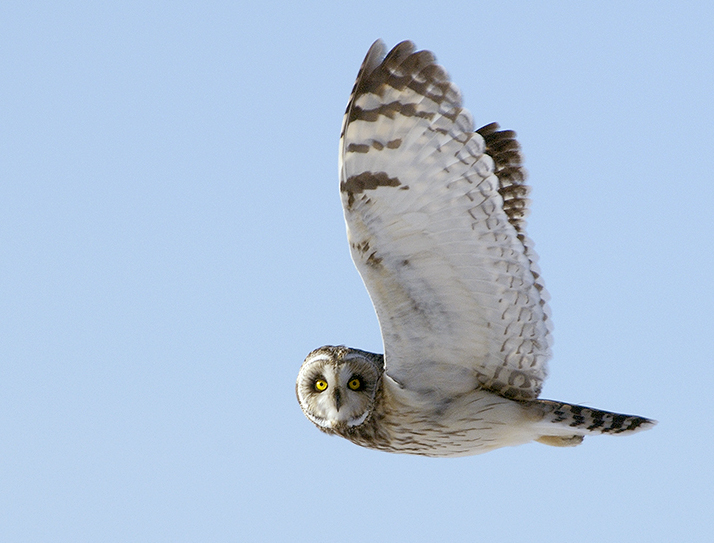  Plum Island, Parker River National Wildlife Refuge  Short Eared Owl Wings Up