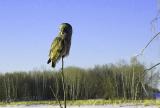 Owl on a stick