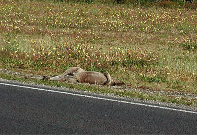 26 Road to Mt Gambier - Someone Didn't See the Sign - VJ.jpg
