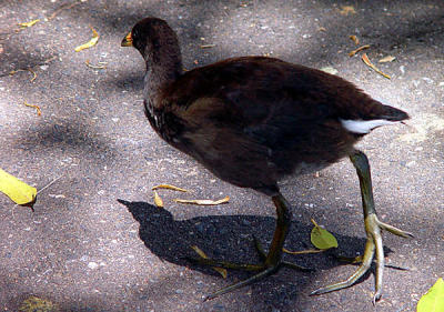 37 Adelaide - Botanical Garden Bird.jpg