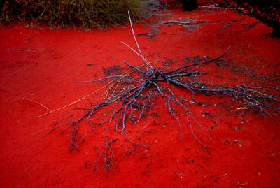 Ayers Rock - Driftwood in Desert .jpg