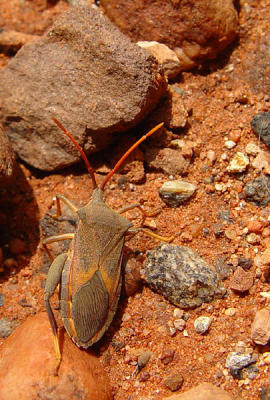 Ayers Rock - beetle.jpg