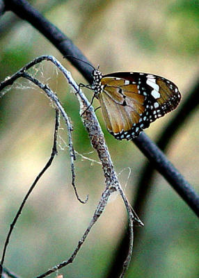 Kings Canyon - Butterfly.jpg