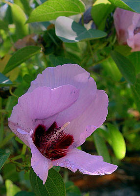 Kings Canyon - flower.jpg