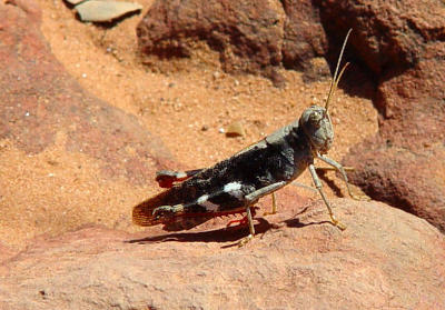 Kings Canyon - grasshopper.jpg