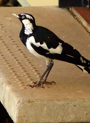 Kings Canyon - magpie.jpg