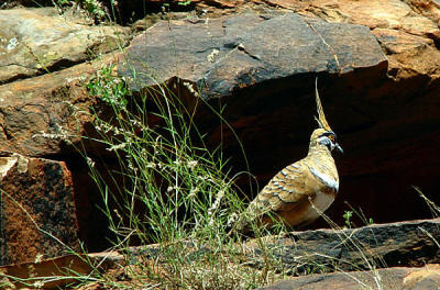 Kings Canyon - spinifex pidgeon.jpg