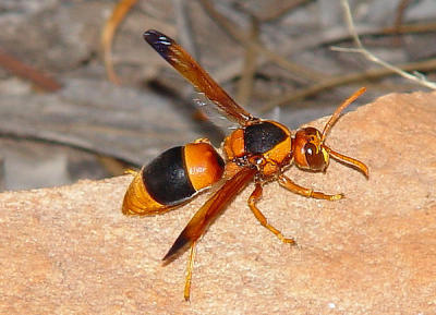 Kings Canyon - WASP.jpg